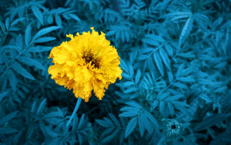 Traditional flower cempasuchil or marygold. Holiday Day of the Dead or Dia de los muertos in Mexico.の写真素材