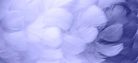 The color of 2022, Very Peri. fluffy bird feathers. Beautiful fog. Banner. Texture of delicate feathers. Soft focusの写真素材