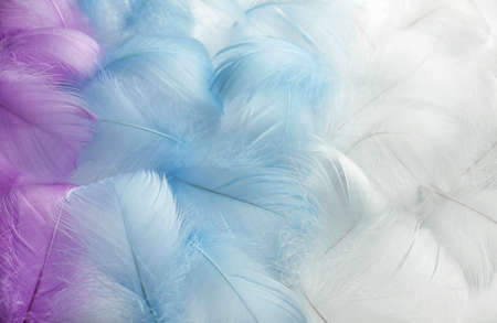 Colorful fluffy feathers in pastel shades. A message to the angel. Banner of a bunch of delicate soft feathersの写真素材