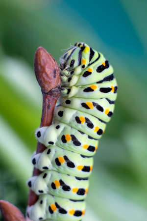 A green caterpillar with a swallows tail in close-up. Caterpillar of a rare swallowtail butterfly Papilio polyxenesの写真素材