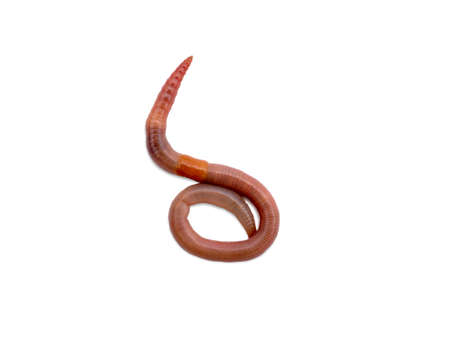 Earthworm isolated on a white background. Worm for fishing, live bait, earthworm Dendrobaena Veneta.の写真素材