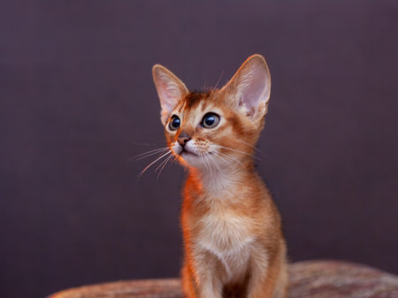 Portrait of a cute little Abyssinian kitten with big ears. A beautiful purebred shorthair cat. Happy adorable pets.の写真素材