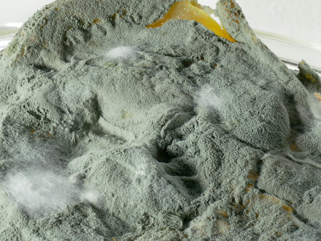 Dangerous yellow mold, bacteria close-up. The concept of dampness, moisture, dust, respiratory problems with allergiesの写真素材