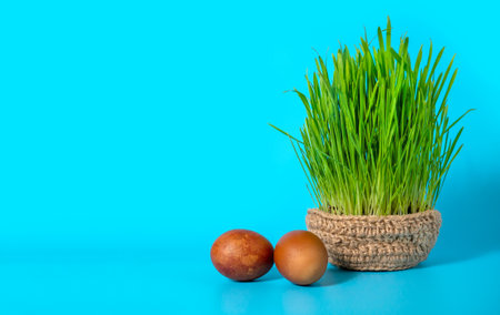 Green wheat sprouts for Nowruz holiday. Traditional celebration of vernal equinox. Persian, Iranian, Azerbaijan New Yearの写真素材