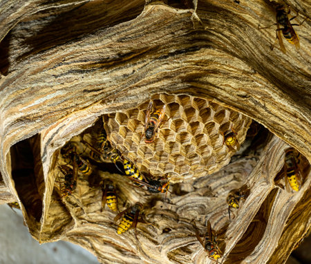 A large hornets nest in close-up. The hornet is building its nest.の写真素材