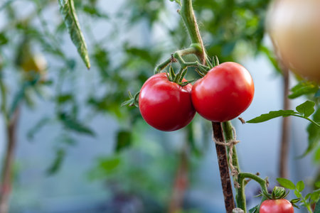 Ripening tomatoes on branches, grown on a farm. Beautiful red ripe tomatoes grown in a greenhouse. Harvesting tomatoesの写真素材