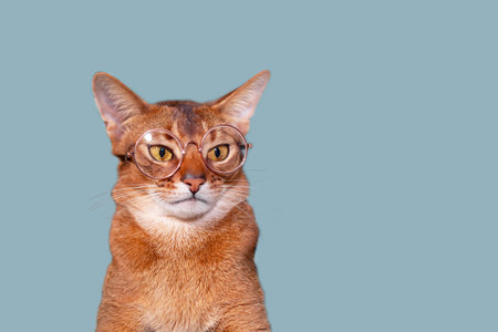 Funny portrait of a sitting Abyssinian cat looking into the camera, on a gray isolated background with space to copy.の写真素材