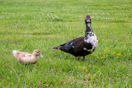 A domestic musk duck with small ducklings in a green meadow. Domestic musk duck with red and pink spots on a summer day at the farm.の写真素材