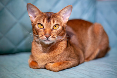 The Abyssinian cat is relaxing on the couch. A cute red-haired pet with yellow eyes looks at the camera. Portrait of a funny pet cat, a family petの写真素材