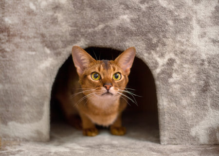 A young red-haired cat sits in a cat house and looks at the camera with hunting interest. The eyes of a playful pet that wants to pounceの写真素材