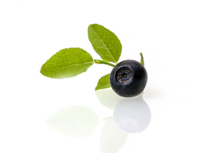 The blueberry berry is isolated on a white background. Delicious and healthy wild berry bilberriesの写真素材