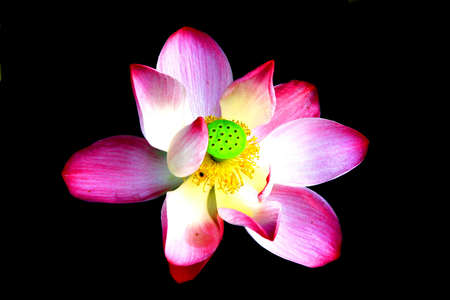 Flowerの写真素材