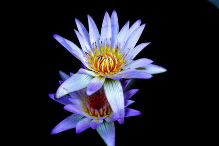 Floraの写真素材