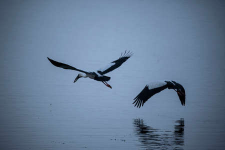 asian open bill stork.の写真素材