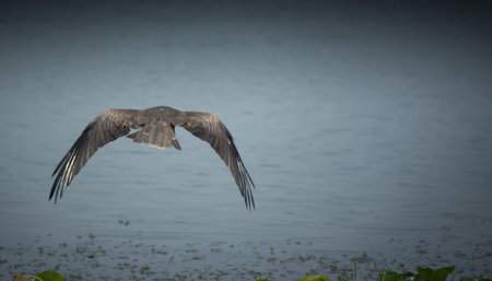 Lesser Black-backed Stork in flight over a lake.