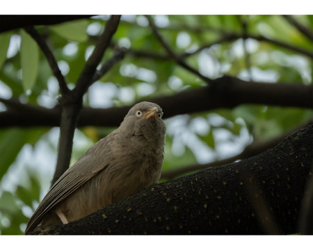 A jungle babbler set on  a tree branch with blur background