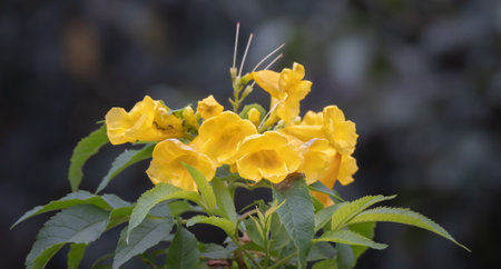 Tecoma stans is a species of flowering perennial shrub in the trumpet vine family, Bignoniaceae, that is native to the Americas. Common names include yellow trumpetbush, yellow bells,の写真素材