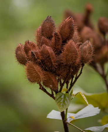 Bixa orellana, also known as achiote, is a shrub native to Central America. Bixa orellana is grown in many countries worldwide.の写真素材