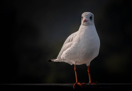 Gulls are medium to large aquatic birds with long,narrow wings and webbed feet.の写真素材