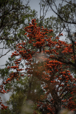 Butea monosperma is a species of flowering plant native to South Asia.
