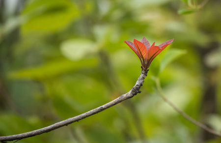 the essence of a new leaf blooming in the Indian jungle during the summer, highlighting its...