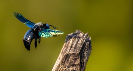 They are also important pollinators. The genus Xylocopa includes numerous species, many found in India, with the tropical carpenter bee being one of the largest. These bees are not hive-makers like honeybees, but excavate tunnels in wood for their nests, using their strong mandibles.の写真素材