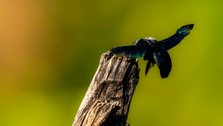 The large carpenter bees, Xylocopa subgenus Koptortosoma occurring in central Western Ghats of India are reviewed. The three species recognized under this subgenus in this region are X. hafizii Ma, X. pubescens (Spinola) and X.の写真素材