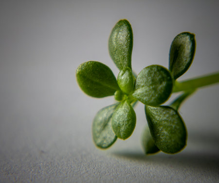 Macro shot of a small green sprout on a white backgroundの写真素材