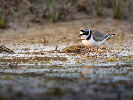 Little ringed plover, Charadrius dubius, single bird in water, Warwickshire