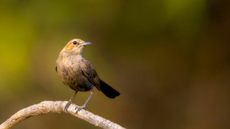 Rufous-babbler (Luscinia rubecula)の写真素材