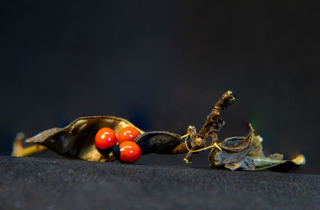 Coffee beans and red berries on a black background close upの写真素材