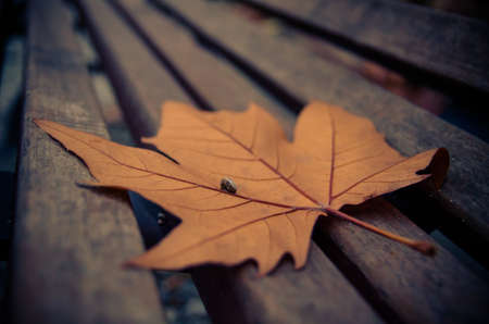 A leaf in a bank in autumnの写真素材