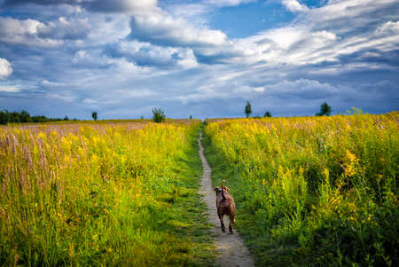 The dog runs along the path in the field. Yellow wild grasses are blooming in the field. Clouds...