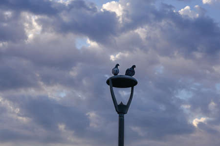 Pigeons sit on a lantern against the sky. Early morning.の写真素材