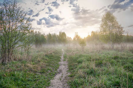 Morning in the forest. The first rays of the sun appear on the horizon behind the trees. Fog is spreading across the fieldの写真素材