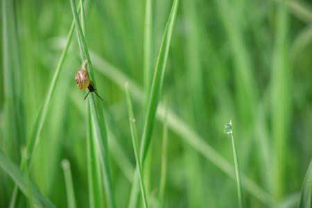 A small black snail on a green leaf against a background of bright green grassの写真素材