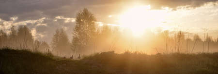 Dawn in the forest. Panorama. Ducks walk on green grass. Fog. The lights of a sunの写真素材