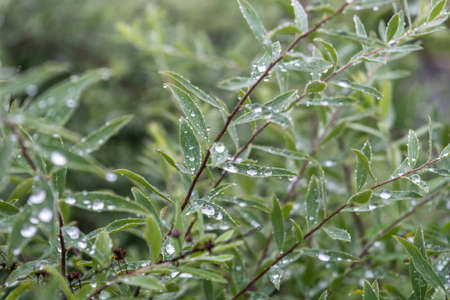 Background from green bush branches with dew drops. Natural background