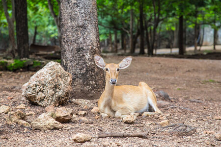 A friendly deer is chilling out under the tree in the morning の写真素材