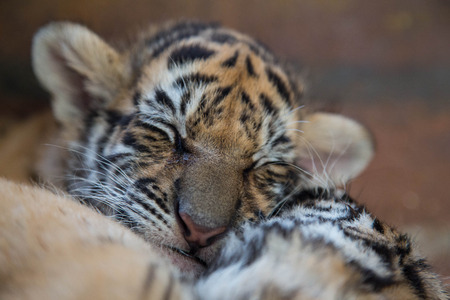 two baby tigers are sleeping during the day.の写真素材