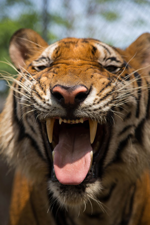 tiger smile showing big and long teethの写真素材