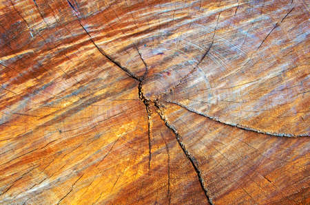 Close up cross section of tree trunk showing growth rings.wood for backgroundの写真素材
