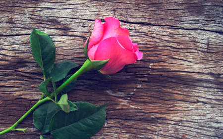 Roses on old wooden board, Valentines Day background, wedding day.Postcard / greeting card. Pink roses on textured wooden background. Copy space, top view. Panoramaの写真素材