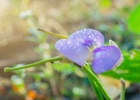 Small beautiful purple flower closeupの写真素材