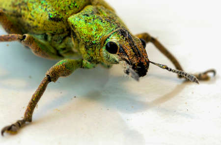 Insect green on white floor.の写真素材