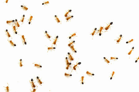 Ants on white floor.Can be used as wallpaperの写真素材