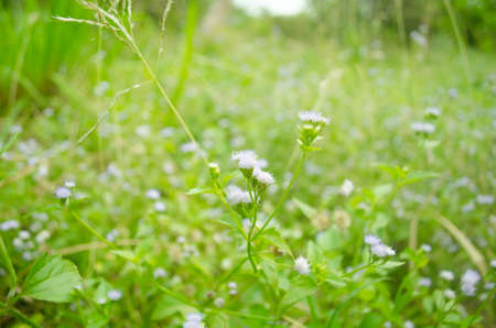 flowersの写真素材