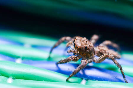 spiderの写真素材