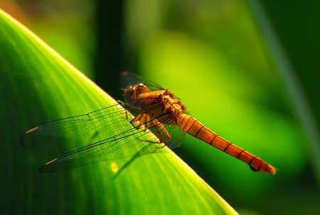 Dragonfly Taking A Breakの写真素材
