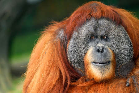 Orang Utan